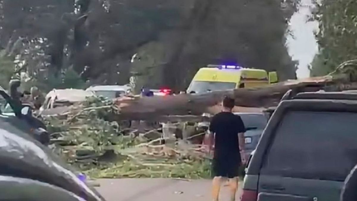 Дерево рухнуло на автомобили в Алматинской области: есть пострадавшие (видео)