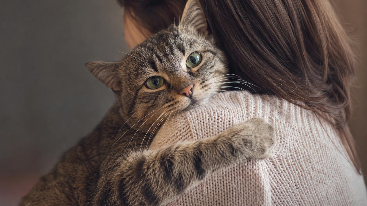 Кошачьи ответы на человеческие звуки