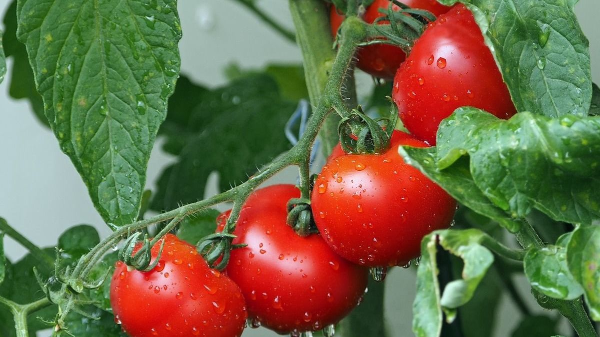 Больше 113 тонн зараженной продукции пытались ввезти в Казахстан из Ирана и России